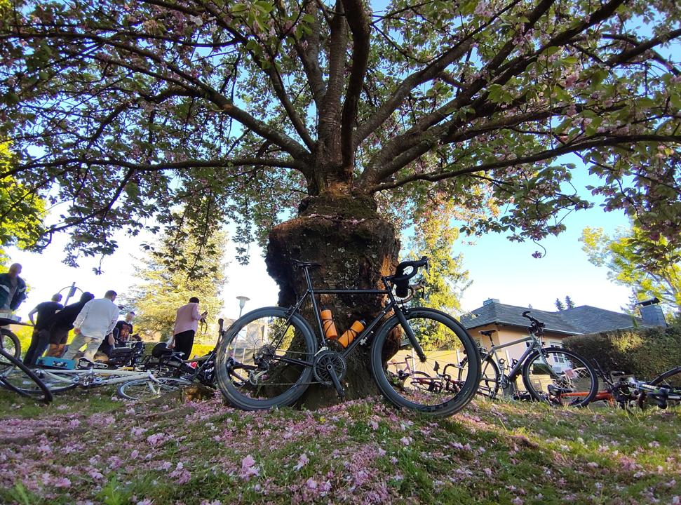 Koga-Miyata lehnt an einem bluehenden Baum.